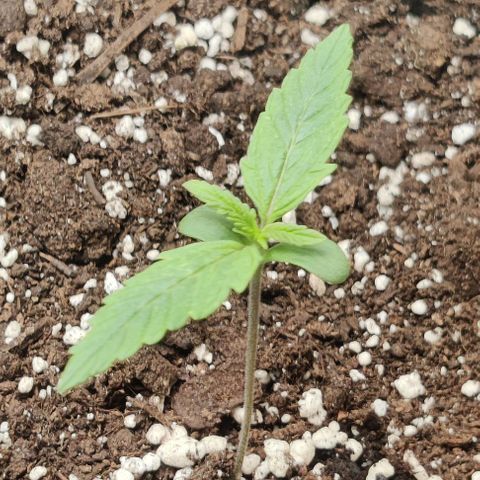 Pineapple Express growlog timeline photo