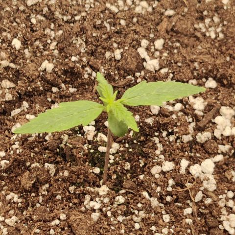 Pineapple Express growlog timeline photo