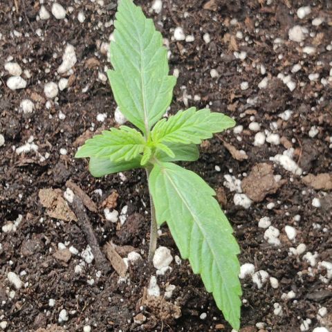 Pineapple Express growlog timeline photo