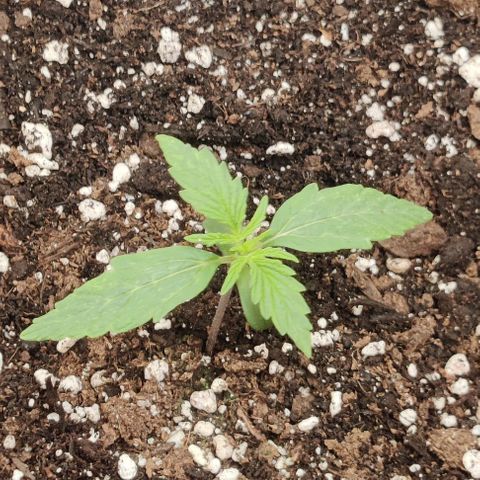 Pineapple Express growlog timeline photo