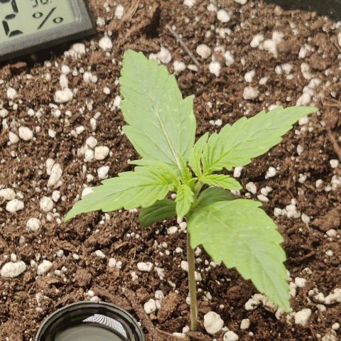 Pineapple Express growlog photo: Pistils on 1st node