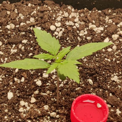 Pineapple Express growlog photo: Pistils on 1st node