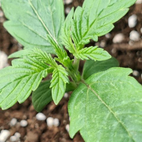 Pineapple Express growlog photo: Pistils on 1st node