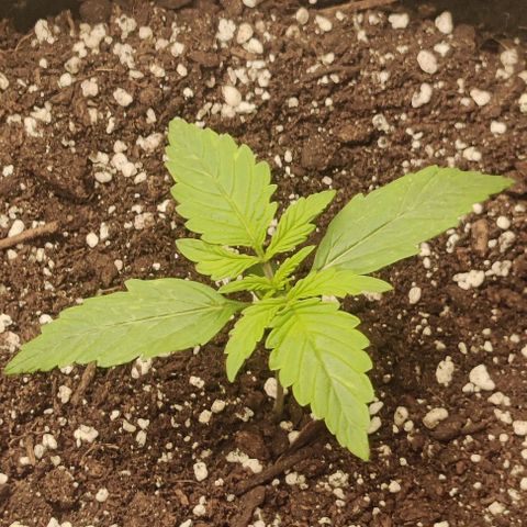 Pineapple Express growlog timeline photo