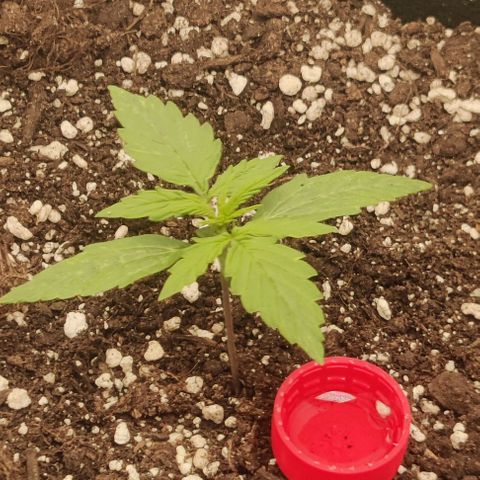 Pineapple Express growlog timeline photo