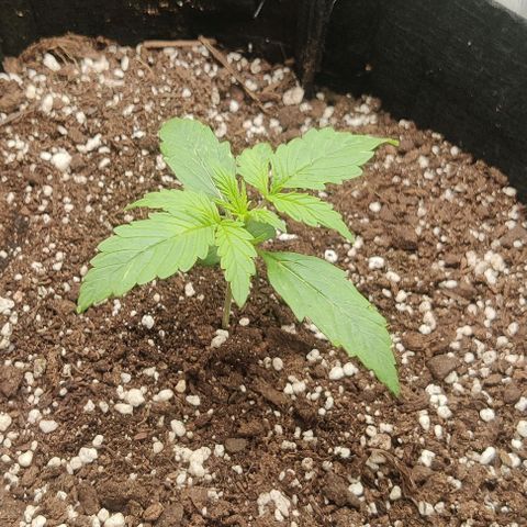 Pineapple Express growlog timeline photo