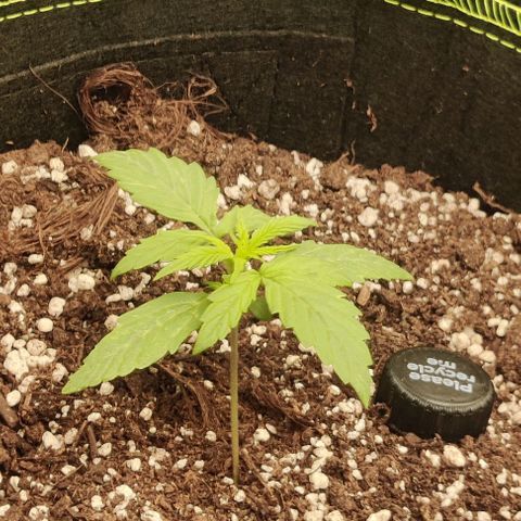 Pineapple Express growlog timeline photo