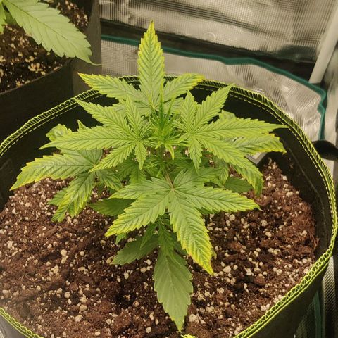 Pineapple Express growlog timeline photo