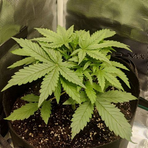 Pineapple Express growlog timeline photo