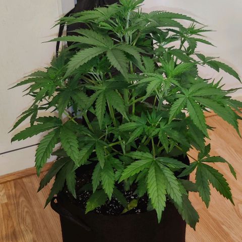 Pineapple Express growlog timeline photo