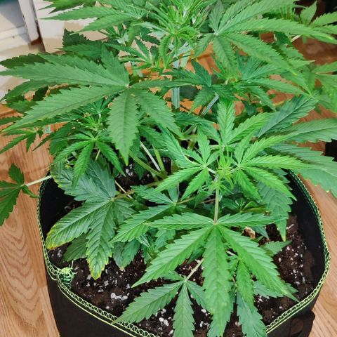 Pineapple Express growlog timeline photo
