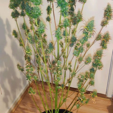 Pineapple Express growlog photo: Wed night
