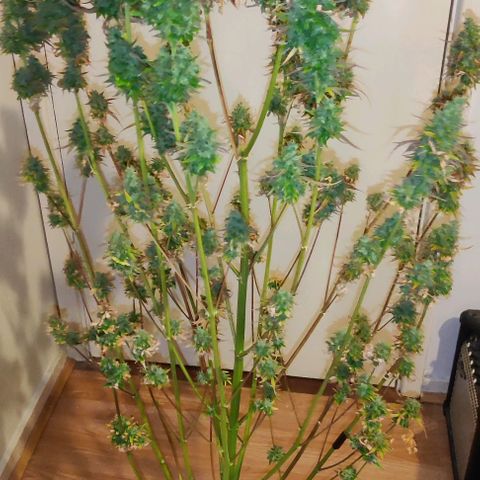 Pineapple Express growlog photo: Wed night
