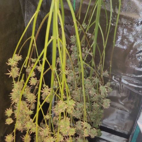 Pineapple Express growlog photo: Wed night