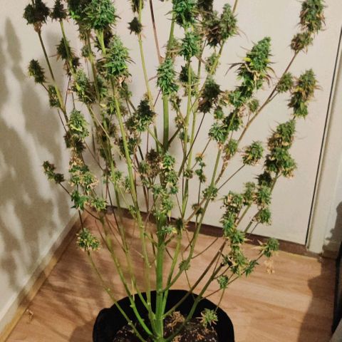 Pineapple Express growlog photo: Wed night