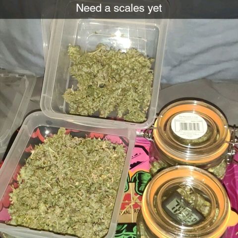 Pineapple Express growlog timeline photo