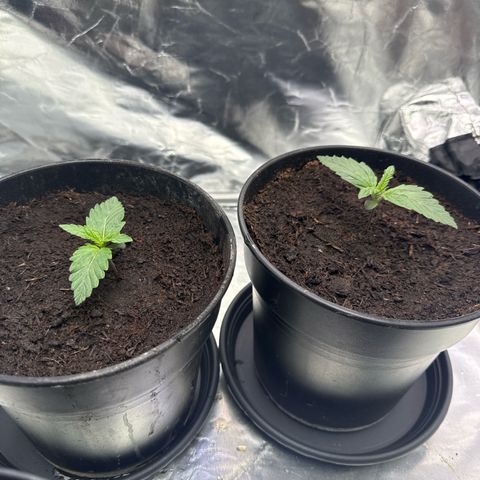 Mimosa x Orange Punch Auto growlog timeline photo