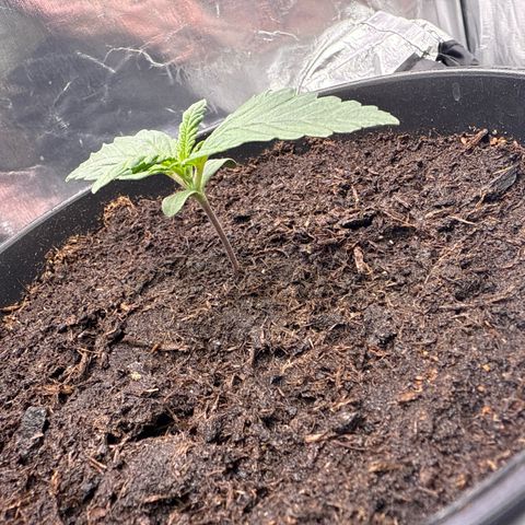 Mimosa x Orange Punch Auto growlog timeline photo