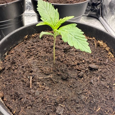 Tangerine Dream growlog timeline photo