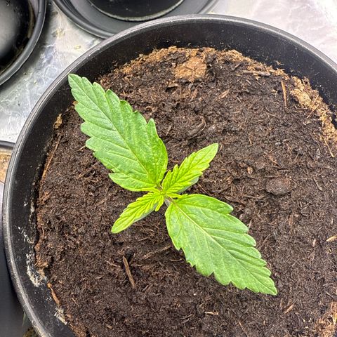 Tangerine Dream growlog timeline photo
