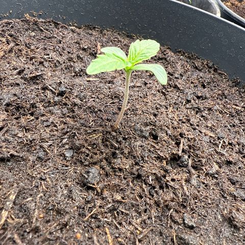 Strawberry Cheesecake Auto growlog timeline photo