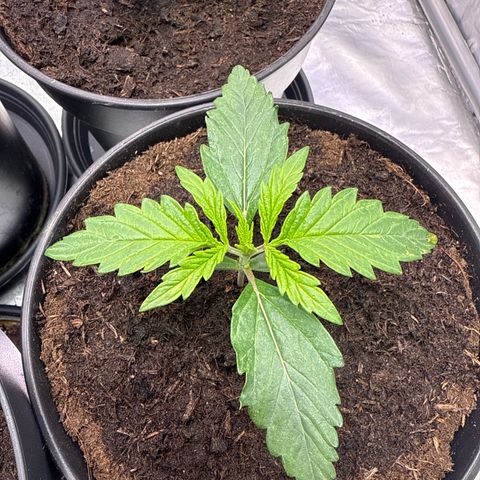 Tangerine Dream growlog timeline photo