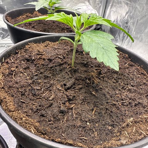 Tangerine Dream growlog timeline photo