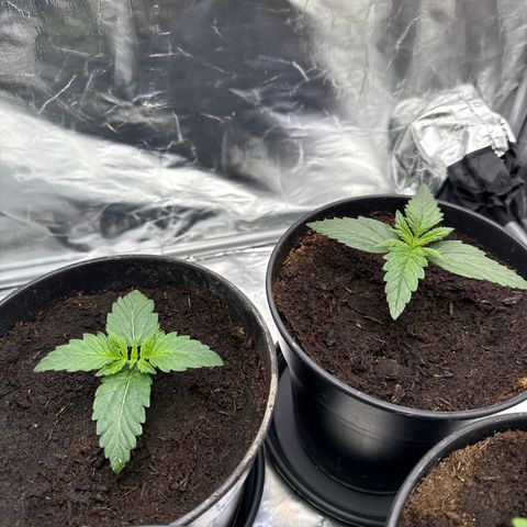 Mimosa x Orange Punch Auto growlog timeline photo