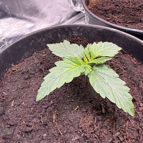 Mimosa x Orange Punch Auto growlog timeline photo