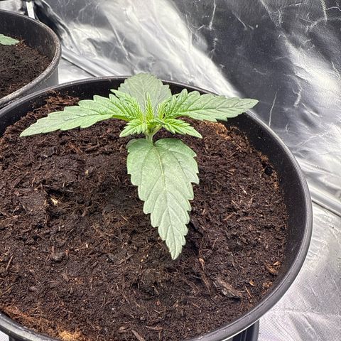 Mimosa x Orange Punch Auto growlog timeline photo