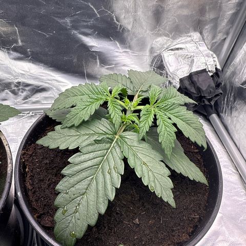 Mimosa x Orange Punch Auto growlog photo: Heute wurden die Kronen abgeschnitten um die Pflanze in die Breite zukriegen 