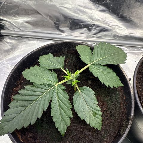 Mimosa x Orange Punch Auto growlog photo: Heute wurden die Kronen abgeschnitten um die Pflanze in die Breite zukriegen 