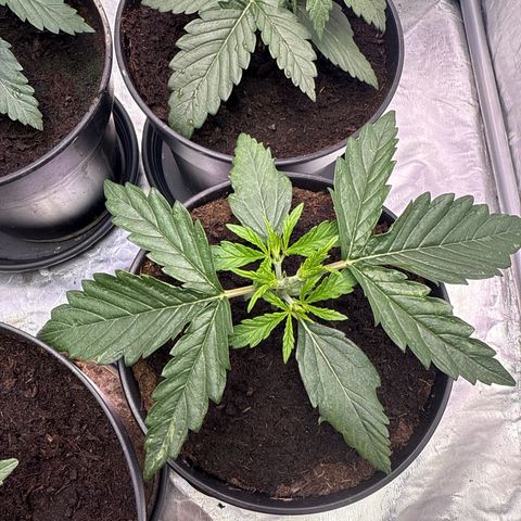 Tangerine Dream growlog photo: Die Krone wurde entfernt 