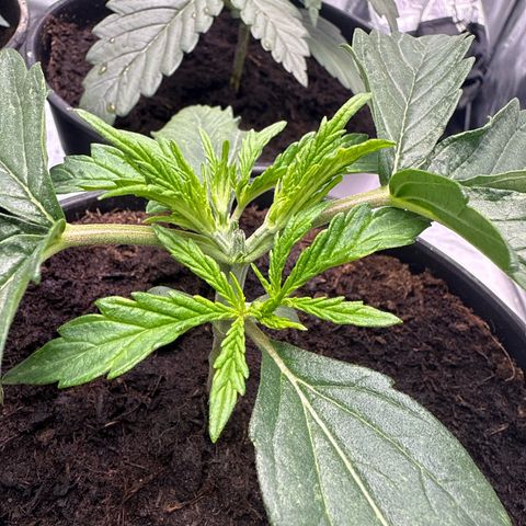 Tangerine Dream growlog photo: Die Krone wurde entfernt 