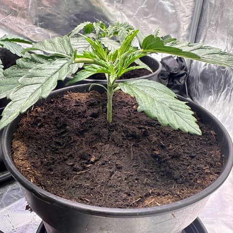 Tangerine Dream growlog photo: Die Krone wurde entfernt 