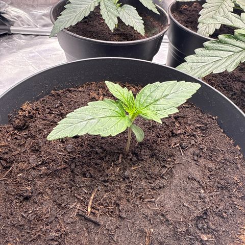 Strawberry Cheesecake Auto growlog timeline photo