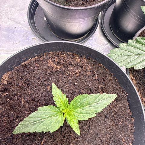 Strawberry Cheesecake Auto growlog timeline photo