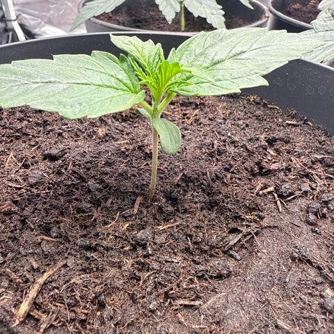 Strawberry Cheesecake Auto growlog timeline photo