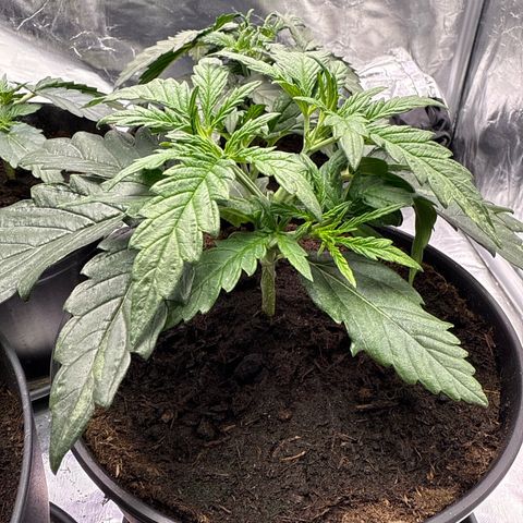 Tangerine Dream growlog timeline photo