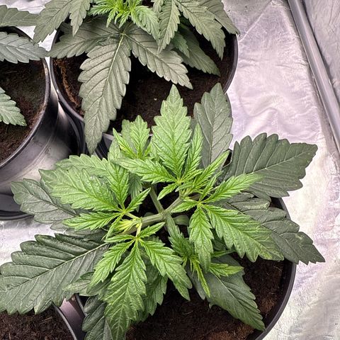 Tangerine Dream growlog timeline photo