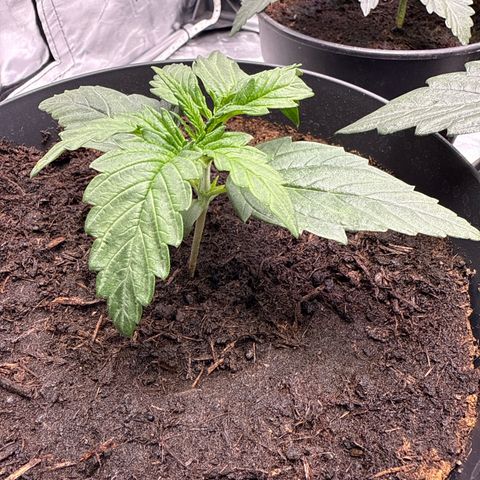 Strawberry Cheesecake Auto growlog timeline photo