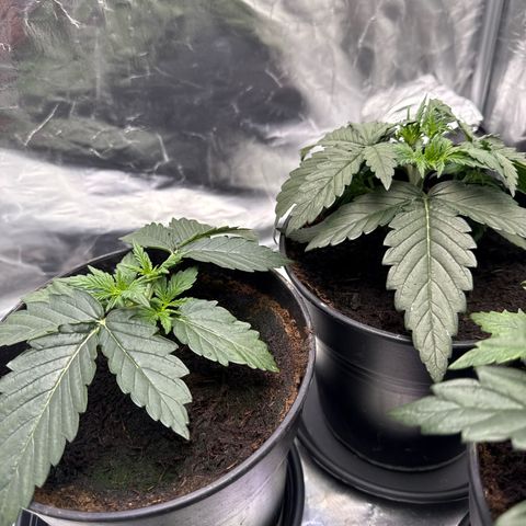 Mimosa x Orange Punch Auto growlog timeline photo