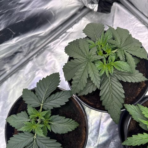 Mimosa x Orange Punch Auto growlog timeline photo