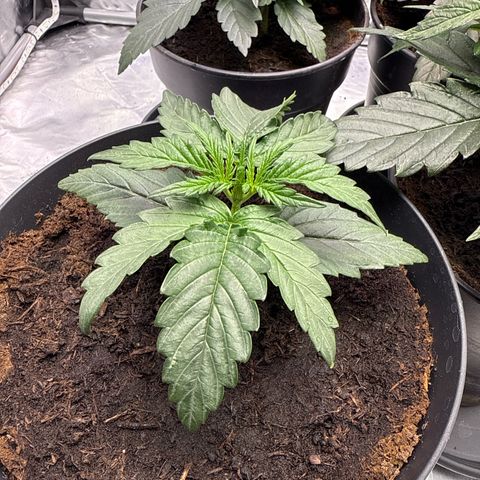 Strawberry Cheesecake Auto growlog timeline photo