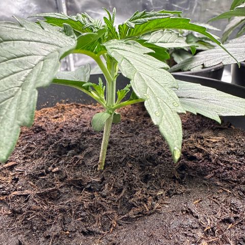 Strawberry Cheesecake Auto growlog timeline photo