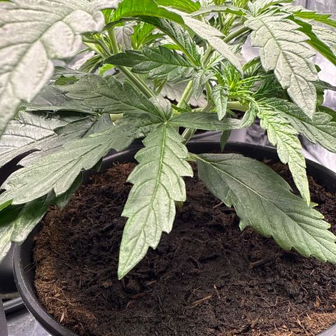 Tangerine Dream growlog timeline photo