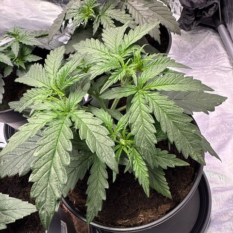 Tangerine Dream growlog timeline photo