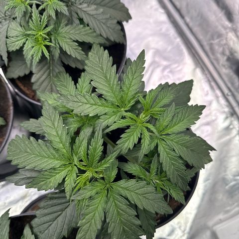 Tangerine Dream growlog timeline photo