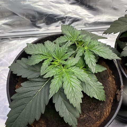 Mimosa x Orange Punch Auto growlog timeline photo