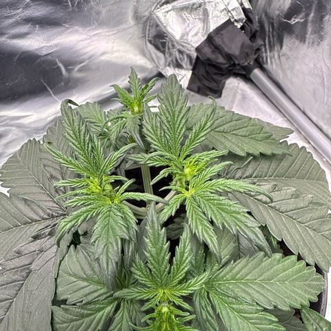 Mimosa x Orange Punch Auto growlog timeline photo